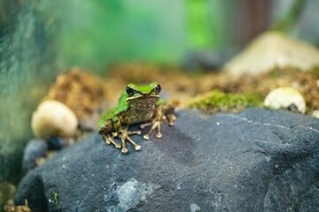 Green Tree Frog Perched on a Rock