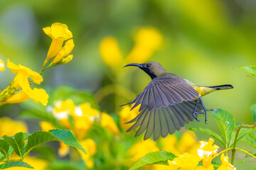 A yellow bird is flying.