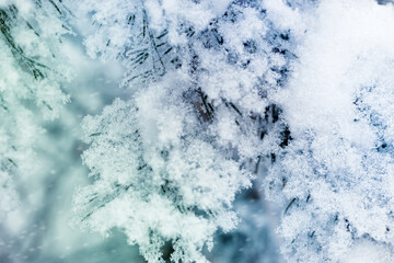 Pine tree branches are covered frost, nature winter background, snowy fir needles close up. Wintertime outdoors natural scene, holiday mood, it is snowing. Wintry forest aesthetics snowy pine trees
