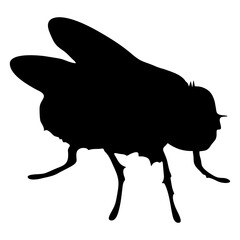 BLACK SILHOUETTE OF A BLACK HOUSEFLY