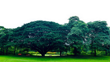 landscape with big trees in the park