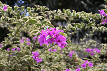 Fototapeta premium A bunch of purple flowers is blooming on the twig of a variegated bougainvillea tree