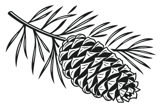 recommend clip art: a pinecone black color line art vector illustration white background  H