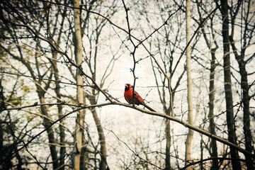 Bird Animal Forest Beautiful Scene Nature Concept