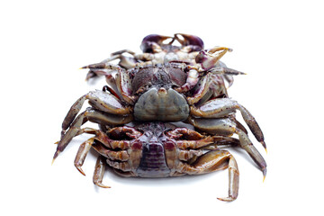 Preserved crabs for ingredient thai food