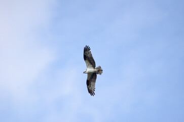 osprey in flight