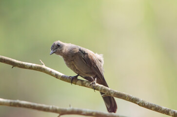 bird perched on tree branch