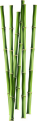 Bamboo with stalk, branch and leaves.Green bamboo grove. Banner design. illustration on transparent, png.realistic style