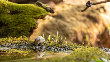 An indian squirrel in jungle playing 