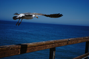 Sea Gull in Flight Close-Up on Beach Pier © matt