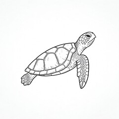 Obraz premium A sea turtle drawn with black lines. Black-and-white illustration.