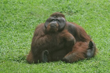 A Bornean orangutan is sitting on the grass looking up