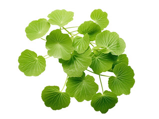 Fresh Green Leaves on Transparent Background