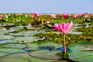 Scenic beautiful view nature of Red Lotus Lake. Pink water lilies nymphaeaceae blooming on the lake. Nature of beautiful red lotus marine of Thailand. Beautiful pink lotus flowers in lake of lotus.