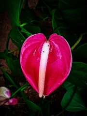 pink tulip in the garden