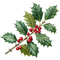 Watercolor holly branch with leaves and berries on transparent background. 