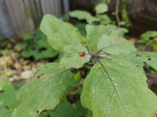 Ladybird perched on eggplant leaf