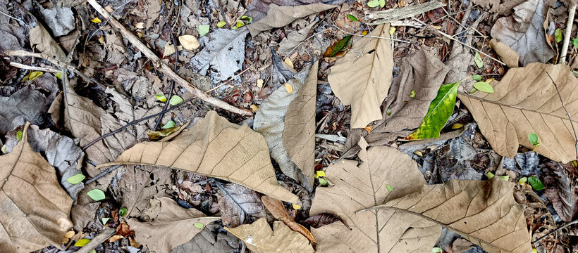Dry leaves piled up in the yard