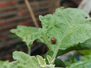 Ladybug on eggplant leaf