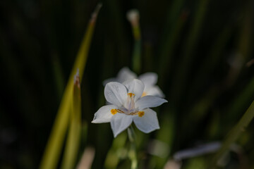 Flor de color blanco Dietes Iridioides