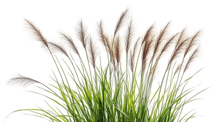 Vibrant Green and Brown Ornamental Grass Against White Background. AI Generated