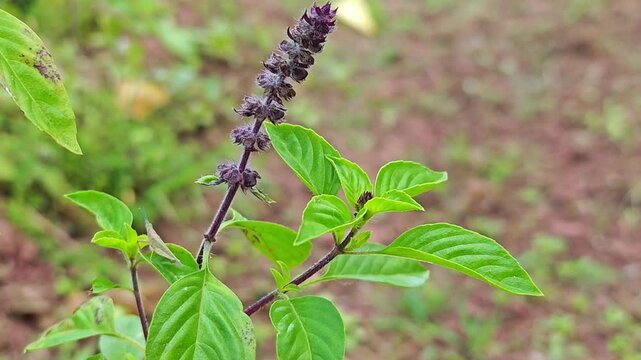 sweet basil in the garden