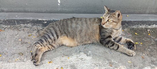 A striped cat relaxing on the side of the road
