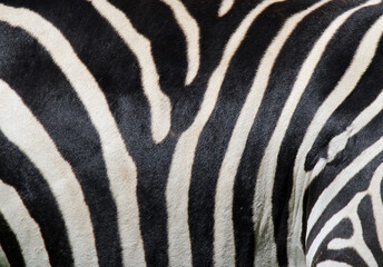 Zebra coat with black and white stripes close-up abstract textured background