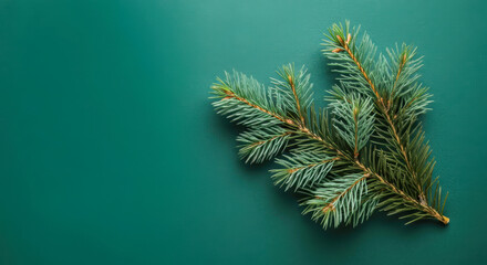 Evergreen pine branch on green background