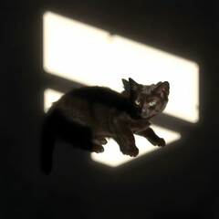 Beautiful Tabby Cat with Green Eyes Sitting in Sunlit Room