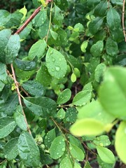 leaf, nature, plant, leaves, flower, tree, spring, garden, rain, water, summer, close-up, closeup, branch, food, macro, flora, green, bush, drops, insect, fresh, vine