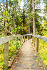 Fototapeta premium A wooden bridge over a forest path