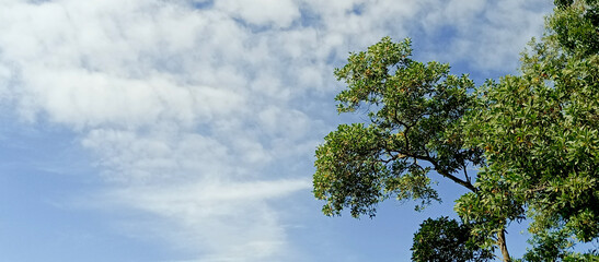A shady and cool tree on a sunny day
