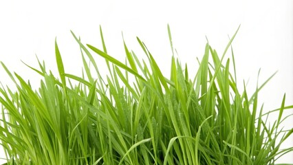 Obraz premium A vibrant cluster of fresh green grass blades, glistening with morning dew, isolated against a clean white background.