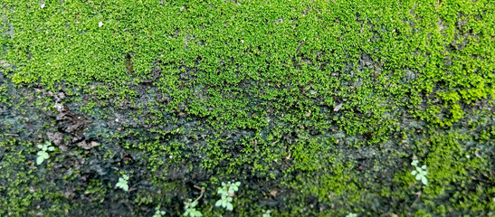 Lush green moss on the walls and roadside