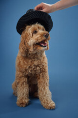 A Labradoodle with curly fur wears a gray hat while sitting against a blue background.