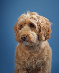 A Labradoodle with soft, curly fur looks to the side with a thoughtful expression, set against a blue background.