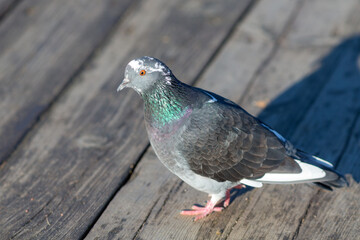 close up portrait of pigeon on boards