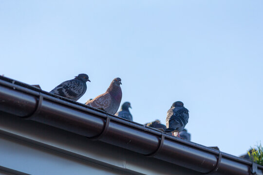 pigeons on the roof