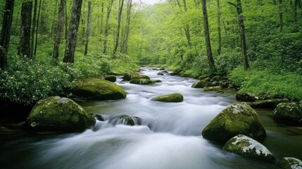 Obraz premium Serene stream flowing through lush green forest.
