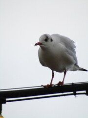 A groups of Gulls