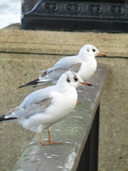 A groups of Gulls