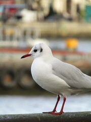 A groups of Gulls