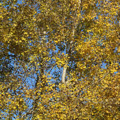 Golden aspen leaves, autumn in Sweden.