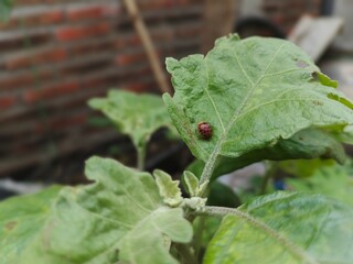 Ladybird on egg plant leaves