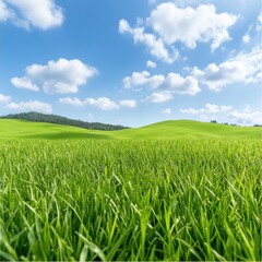 Obraz premium Lush green grassland scenery open field nature photography sunny day wide angle tranquility and beauty