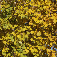 Golden aspen leaves, autumn scene in Sweden.
