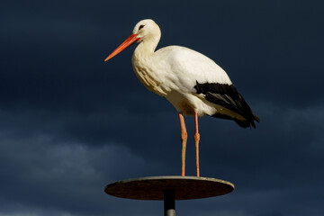 A white stork (Ciconia ciconia) stands on a railing. Dark blue sky in the background