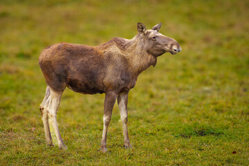 A moose or elk (Alces alces) on green grass. It is the world's tallest, largest and heaviest extant species of deer