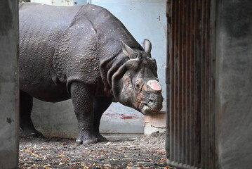 角の折れたクロサイ © gotoshoji